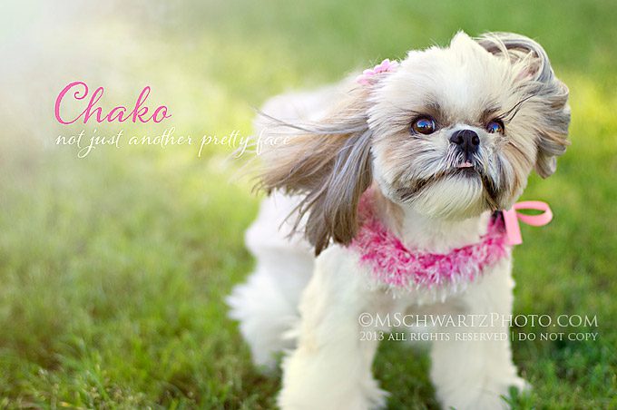 Chako-Shih-Tzu-dog