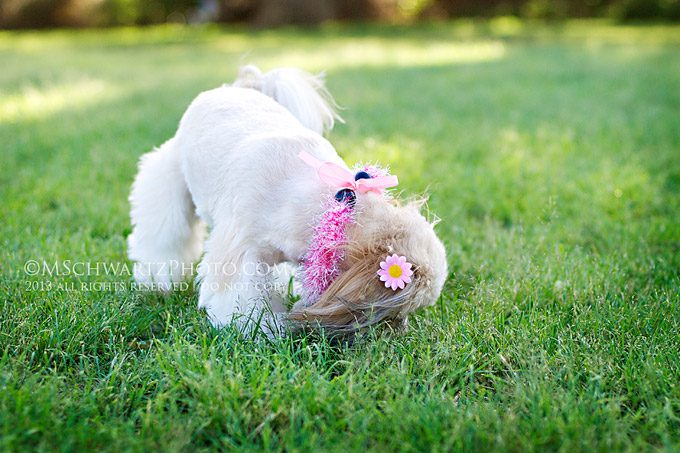 Chako-Shih-Tzu-dog-sniffing-around