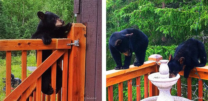 Bear-cubs-on-the-deck-images-by-instagramer-akshiloh