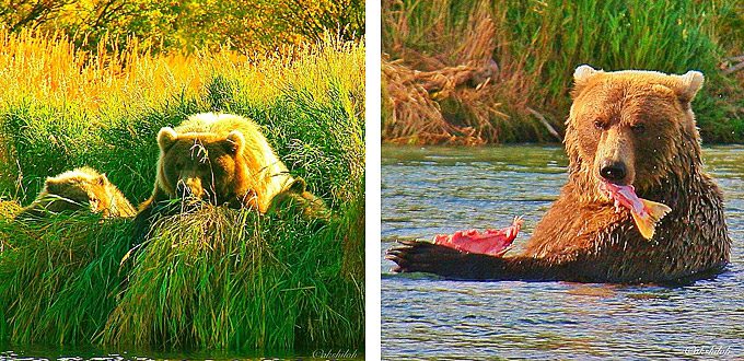 Bears-Fishing-in-Alaska-by-instagramer-Akshiloh