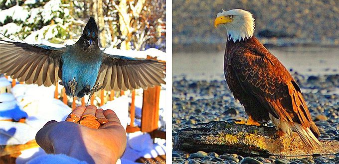stellar-jay-and-bald-eagle-by-instagramer-Akshiloh