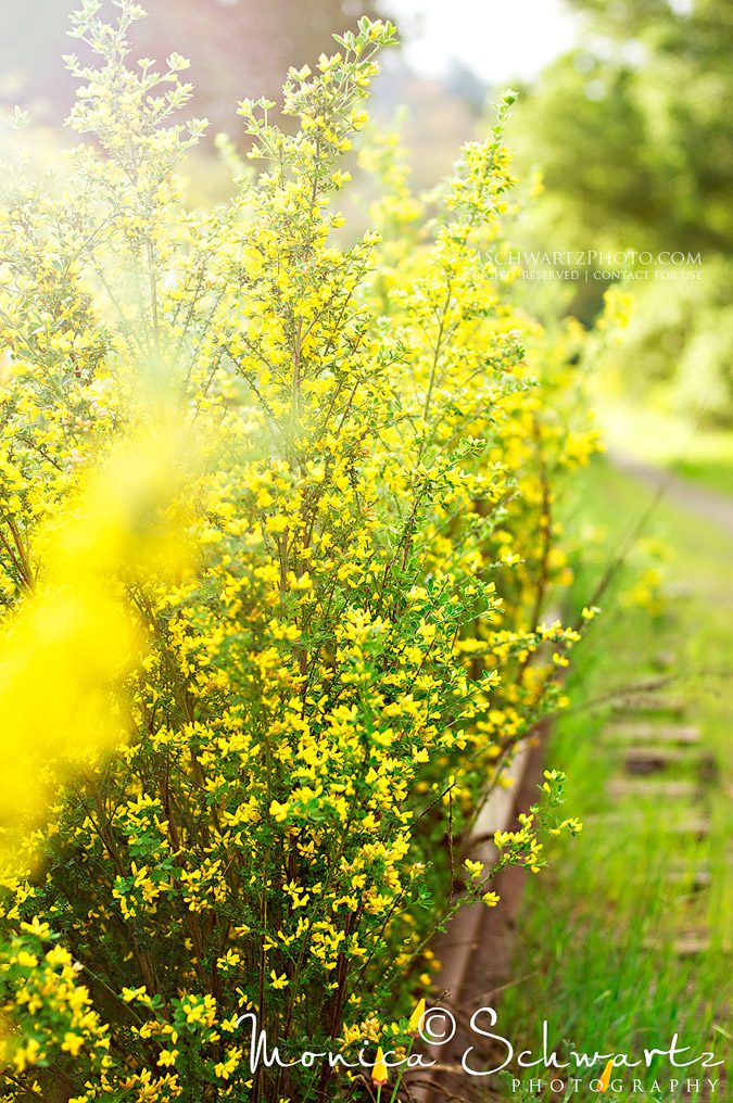 Yellow-forsythia-bushes-along-the-path