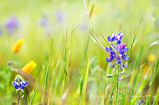 Wildflowers-Lupins-and-California-poppies-among-the-grasses