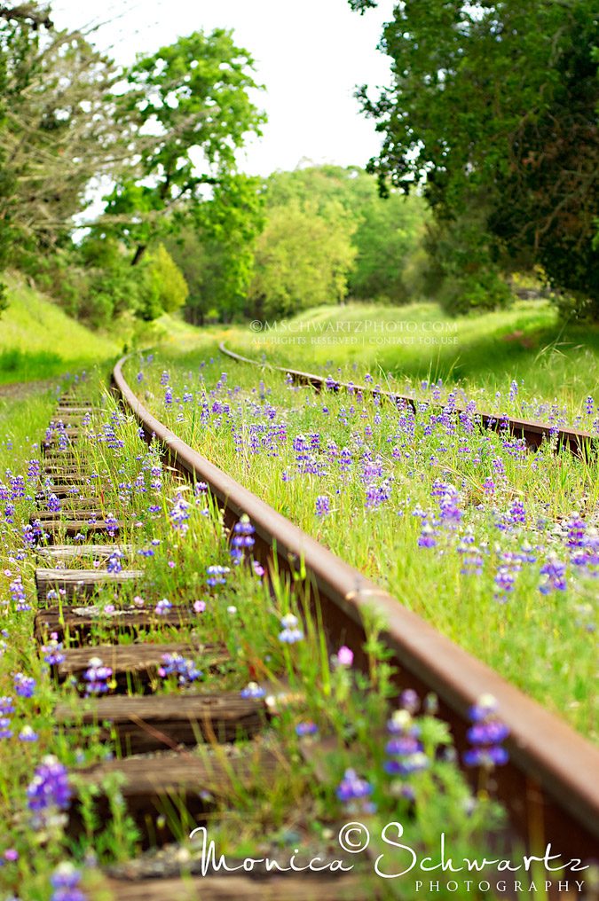 California-Poppies-and-Lupins-wildflowers-along-the-abandoned-railroad-tracks-in-Marin-County-California