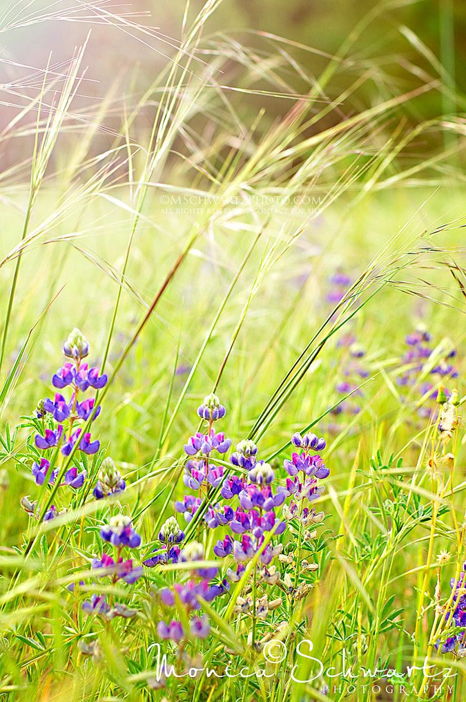 Wildflowers-California-Lupins-among-the-grasses