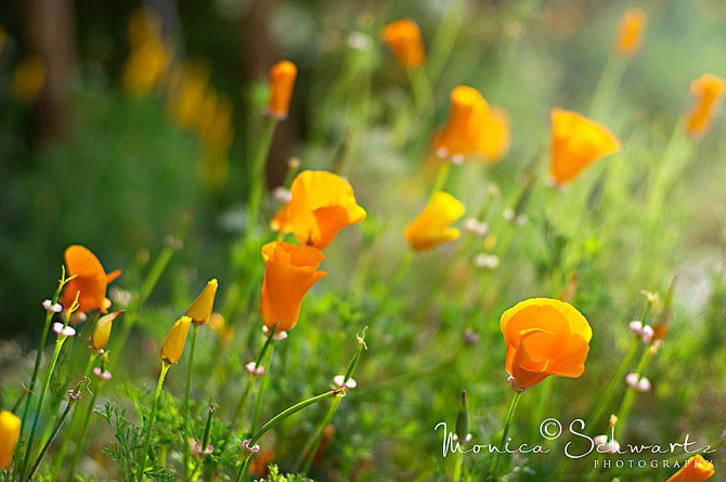 California-poppies-wildflowers