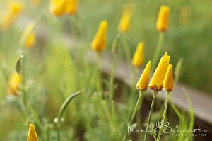California-poppies-by-the-tracks