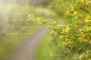 blooming-brooms-along-the-path