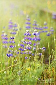 Purple-lupins-standing-tall