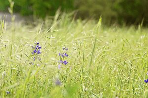 Lupins-in-grasses