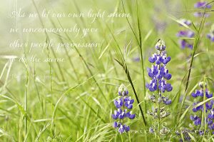 California-lupin-wildflowers