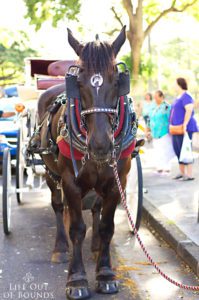 Horse-and-carriage-ready-for-the-King-Kamehameha-Day-parade-in-Honolulu-Hawaii