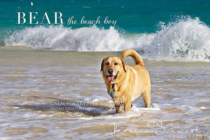 Bear-the-Beach-Boy