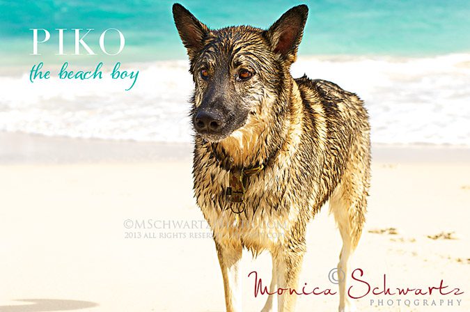 Piko-the-Beach-Boy