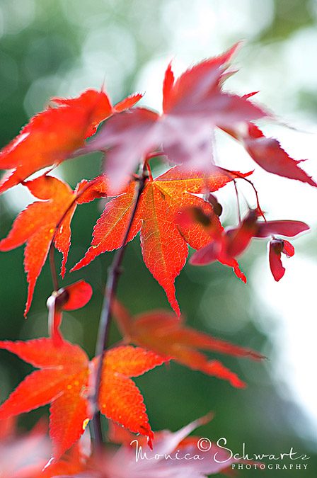Maple-Leaves
