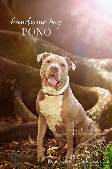 Pono-the-smiley-pitbull