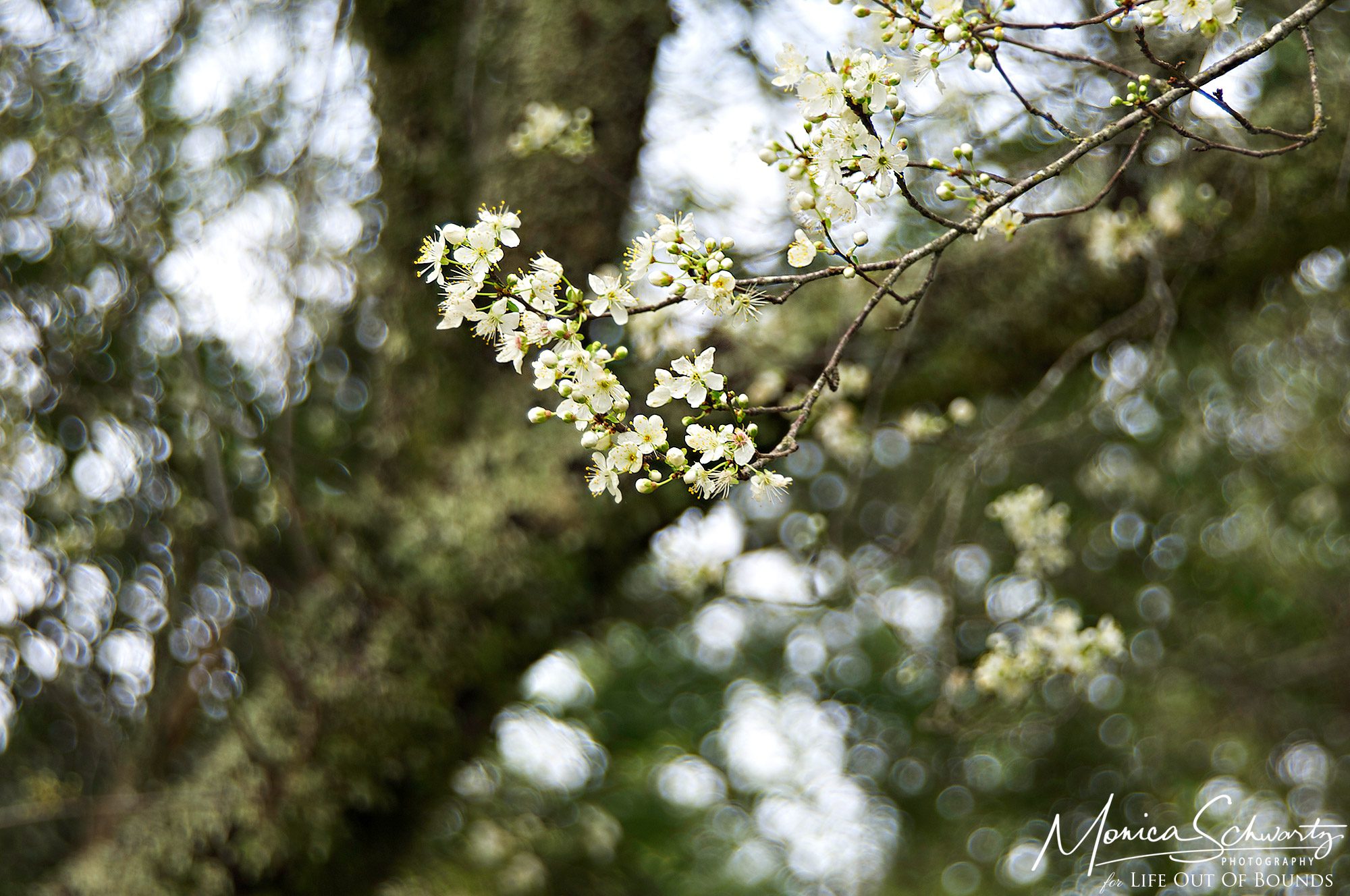Early-wild-plum-blossom-at-Sugarloaf-Ridge-Park-Kenwood-California