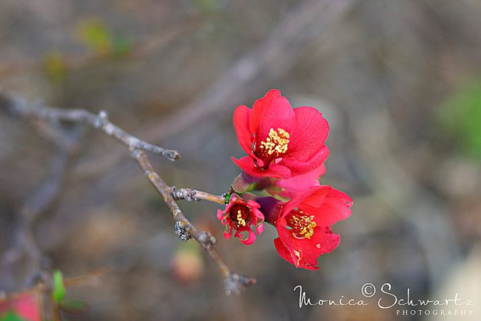 Red-Flower
