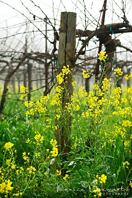 Blooming-Mustard
