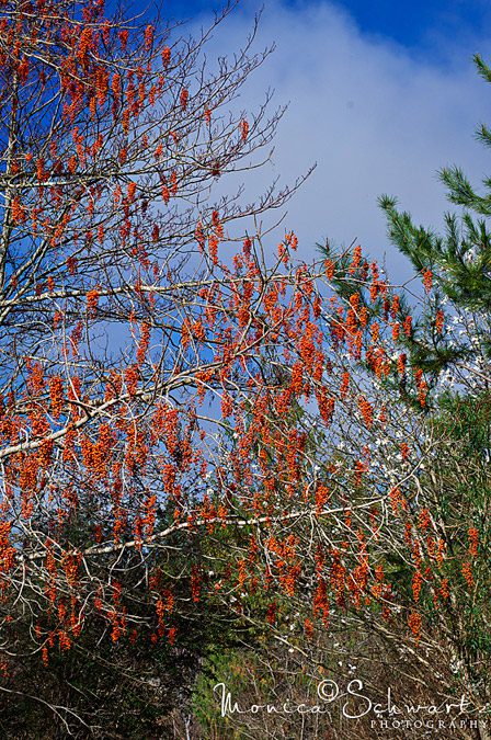 Stunning-Orange-Seeded-Tree