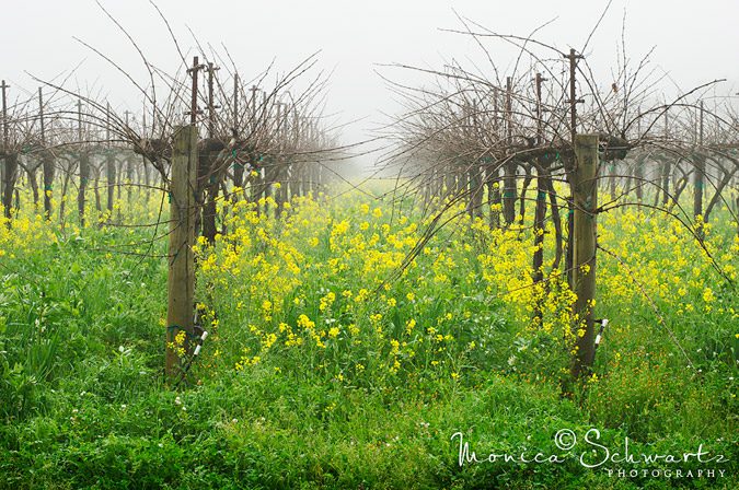 Vineyards-in-the-Mist