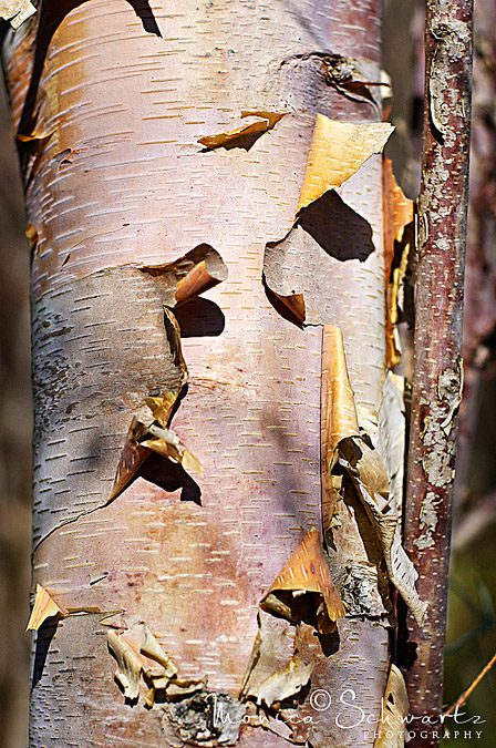 Soft-pinks-of-a-peeling-birch