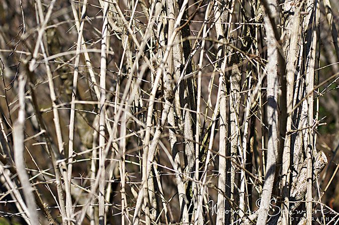 Branches-ready-for-Spring