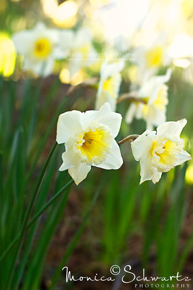 Blooming-daffodils-at-McLaughlins-Daffodil-Hill-Amador-County-California