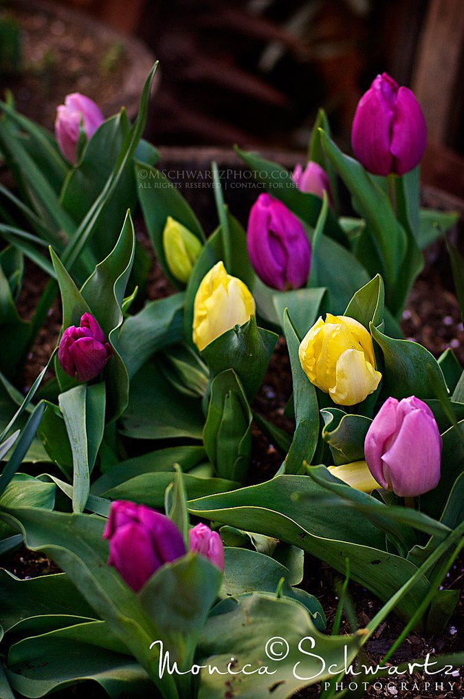 Pink-and-yellow-tulips