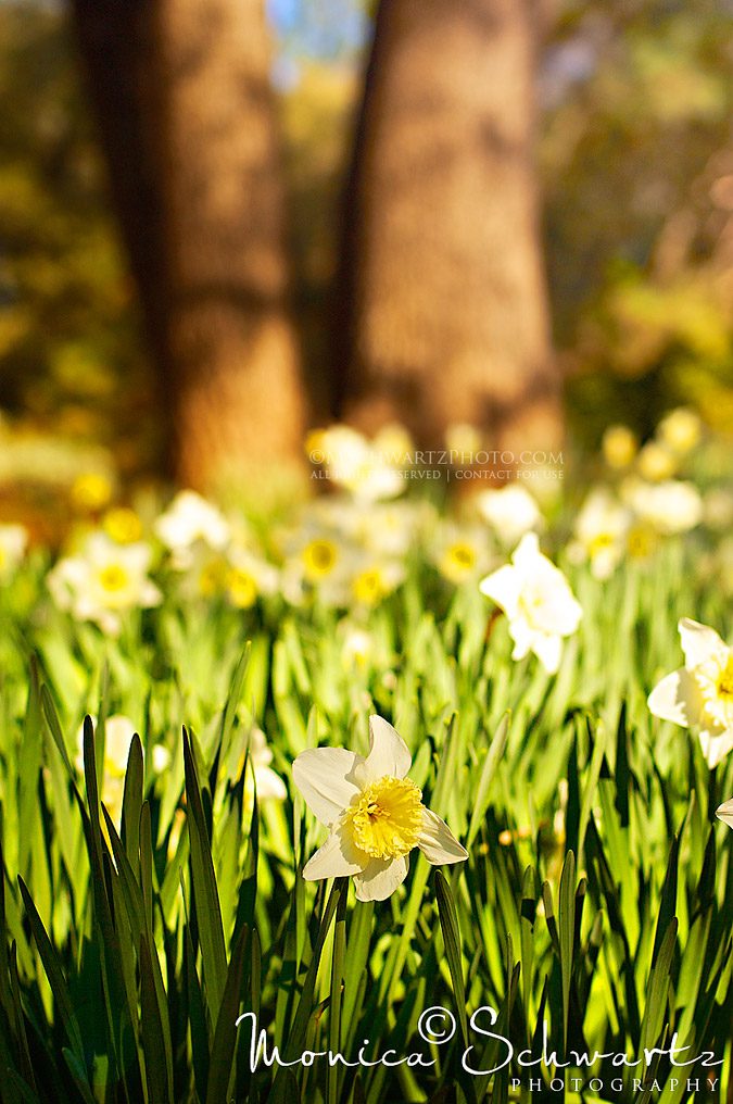 Blooming-daffodils-at-McLaughlins-Daffodil-Hill-Amador-County-California