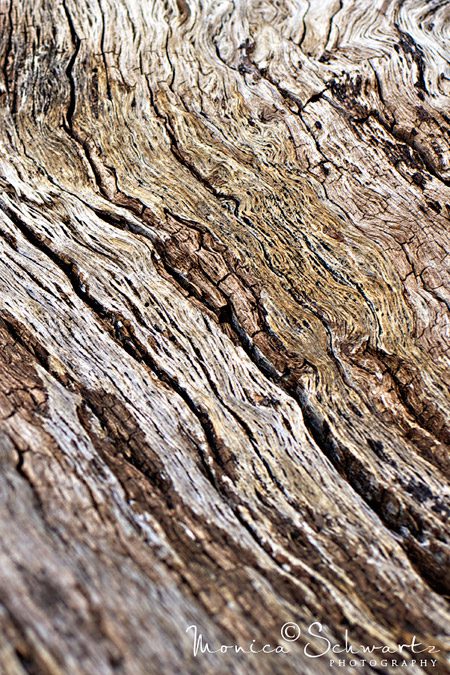 Patterns-in-the-Wood