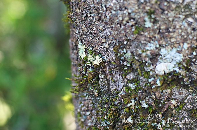 Lichens-and-Moss-on-tree-trunk