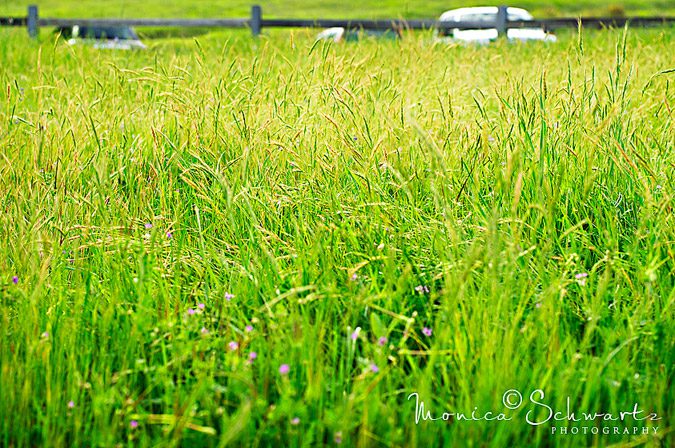 Grasses-in-the-Morning-Light