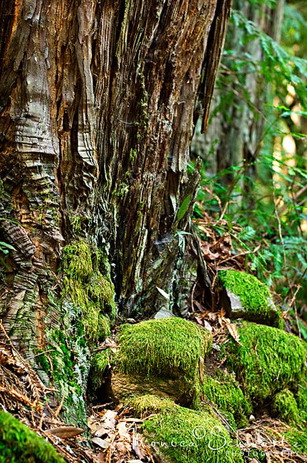 Redwood-Tree