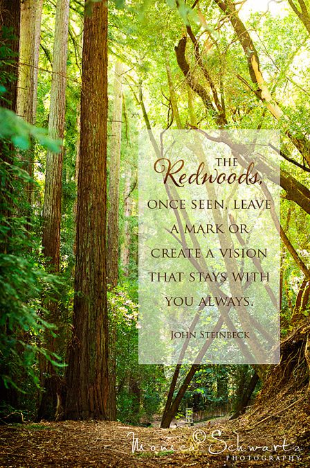 Majestic-Redwoods
