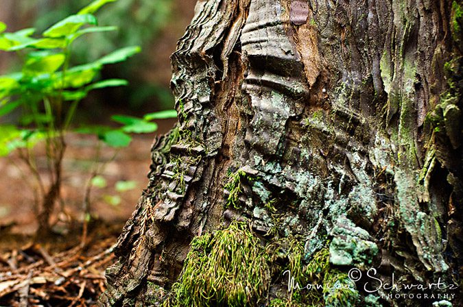 Redwood-Tree-trunk