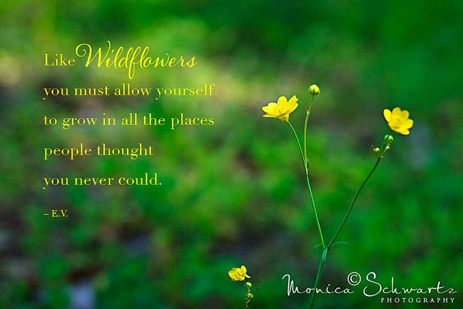 Yellow-Wildflowers