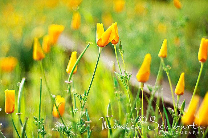 California poppies in the dew of a springtime morning