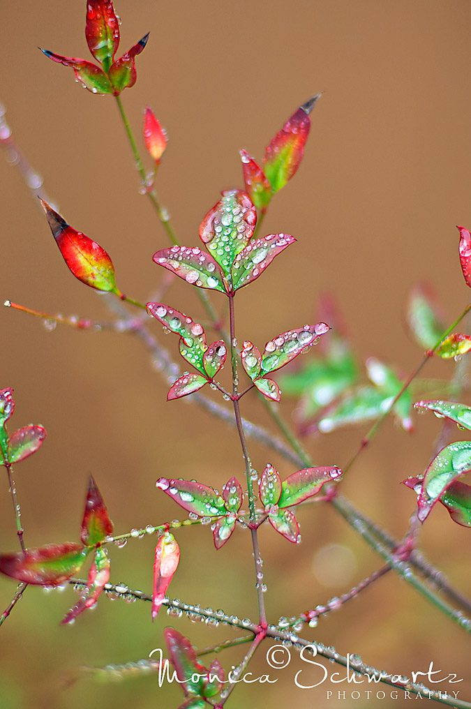 Nandina bush with springtime raindrops