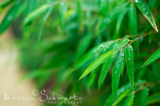 Raindrops-on-Green-Bush