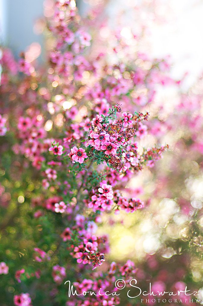 Beautiful-pink-blossom-in-springtime