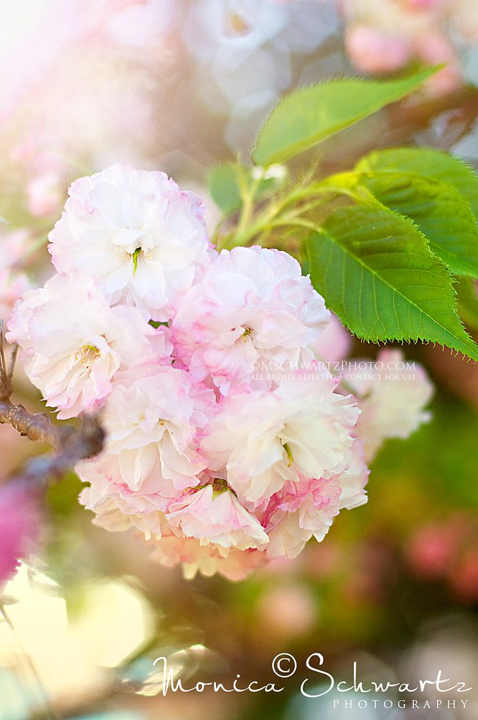 Double-Cherry-Blossom-Tree-in-Springtime