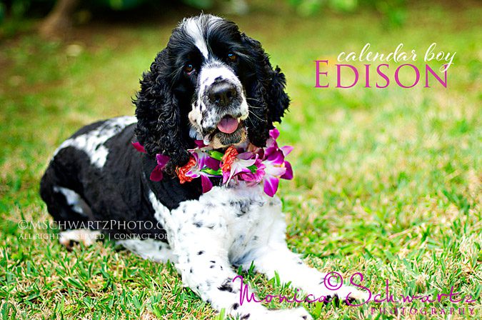 Edison, English Cocker Spaniel Male dog