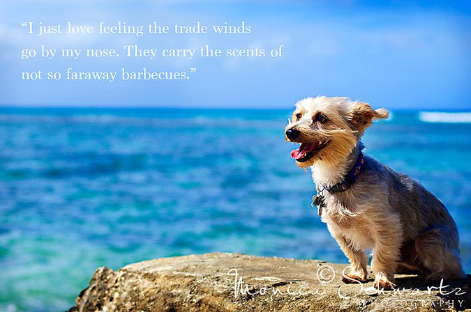 Rusty-Bucket-Silky-Terrier-dog-at-the-beach-Oahu