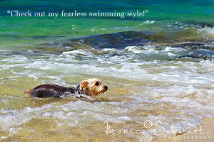 Rusty-Bucket-Silky-Terrier-dog-at-the-beach-Oahu