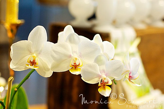 Beautiful-Orchids-at-Ornamento-gift-and-flower-shop-in-San-Francisco-California