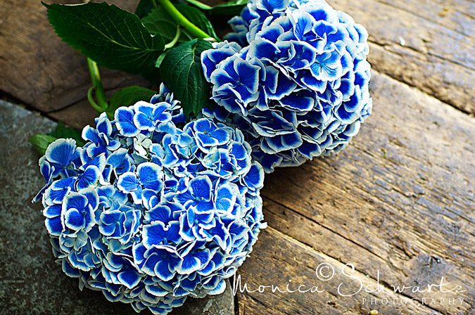 Blue-hydrangeas-on-vintage-wood-floor-at-Ornamento-gift-and-flower-shop-in-San-Francisco-California
