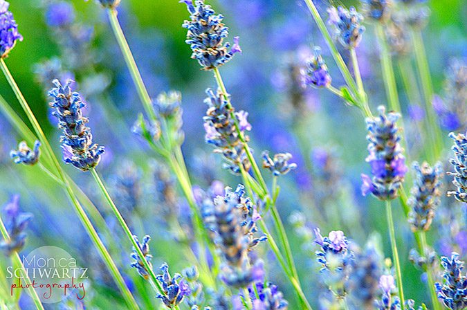 Blooming-summer-lavender-herb