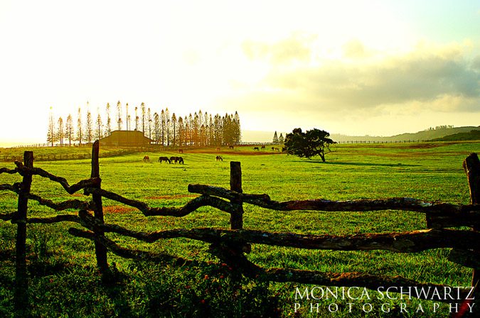 Horses-at-pasture-stables-at-Lodge-at-Koele-Lanai-Hawaii