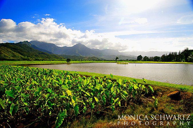 Taro-fields-in-Hanalei-valley-Kauai-Hawaii